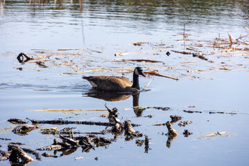 Candian Goose (Branta canadensis) Swimming Through a Marsh