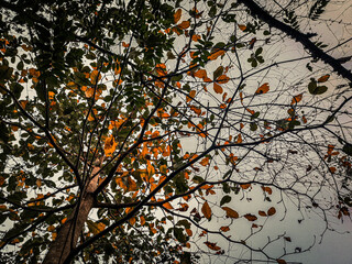 autumn leaves background