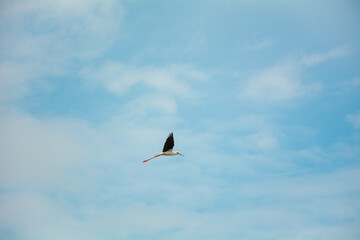 A stilt flying solo closeup shot