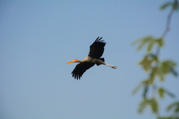 A painted stork big winged bird flying alone closeup