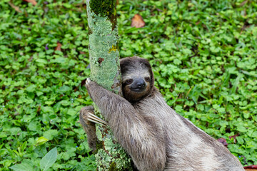 Smiling sloth in Costa Rica hugs a tree. Faultier schmunzelt und umsarmt einen Baum