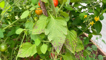 tomato leaves damaged by bacterial spotting. Problems of agriculture