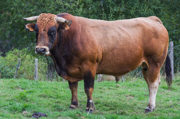 Fototapeta premium A Peaceful brown bull on a wet grass field, Asturias, Spain