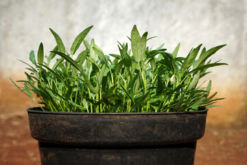 Water spinach plant in pot