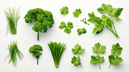 Assorted fresh herbs on white background top view