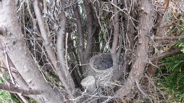 Young birds Common blackbird, Turdus merula in nest on Thuja tree in spring time - timelapse, panorama 160. Topics: ornithology, natural environment, season, flora, garden, animals