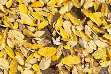 autumn leaves background (yellow leaves floating on water in sunlight)