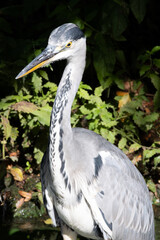 The gray heron (Ardea cinerea) is a long-legged bird of prey in the heron family Ardeidae, native throughout Europe and Asia and parts of Africa.