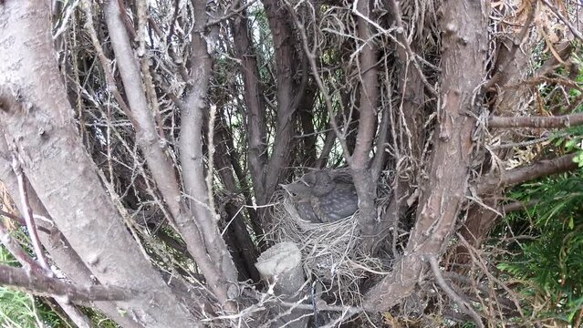 Young birds Common blackbird, Turdus merula in nest on Thuja tree in spring time. Bird feeds young birds - timelapse, panorama 160. Topics: ornithology, natural environment, season, flora, animals