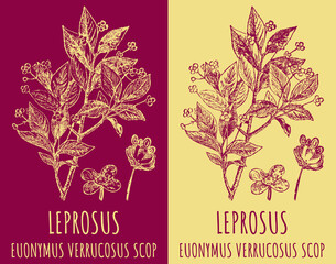 Drawings LEPROSUS. Hand drawn illustration. Latin name EUONYMUS VERRUCOSUS L.