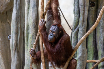 a large orangutan is relaxing on a tree branch in the built forest habitat. the prime ape is one of natures endangered species  © ezellhphotography