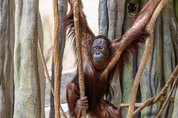 a large orangutan is relaxing on a tree branch in the built forest habitat. the prime ape is one of natures endangered species  © ezellhphotography