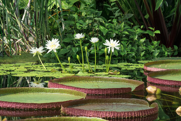 different species of water lilies bloom in the greenhouse of the botanical garden