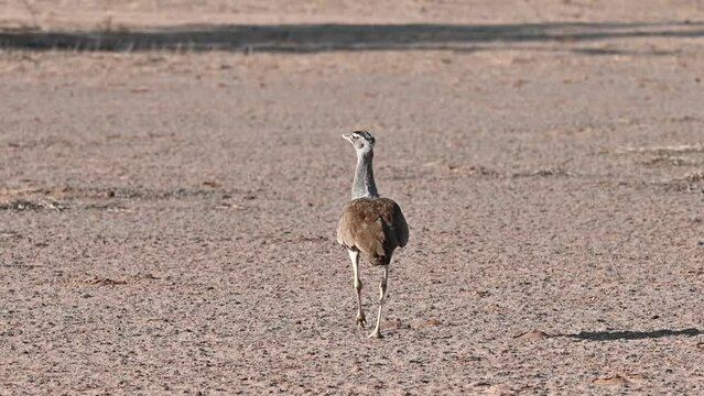 Kori bustard in the wild