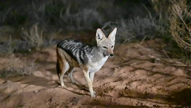 Black-backed jackal at our tent at night. Kgalagadi Kalahari Desert Camp near Mata Mata