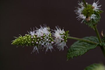 Flowering peppermint, a perennial herb from the St. John's wort family. It blooms from June to August and the whole plant smells very aromatic.