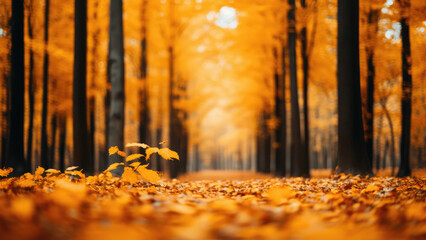Autumn forest, orange and yellow leaves on trees