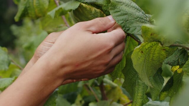 Close-up of male farmer hands plucks collects ripe hazelnuts from a deciduous hazel tree bunch in garden. Growing raw nuts fruit on plantation field. Harvest autumn farm time. Healthy natural eco food