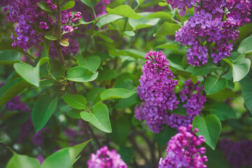 Blooming flowers of fragrant lilac.
