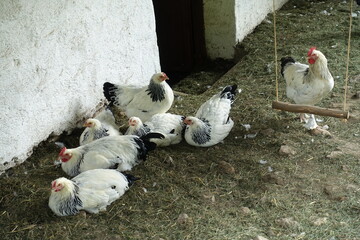 Hühnerstall mit sieben weiß-schwarzen Sussex-Haushühnern
