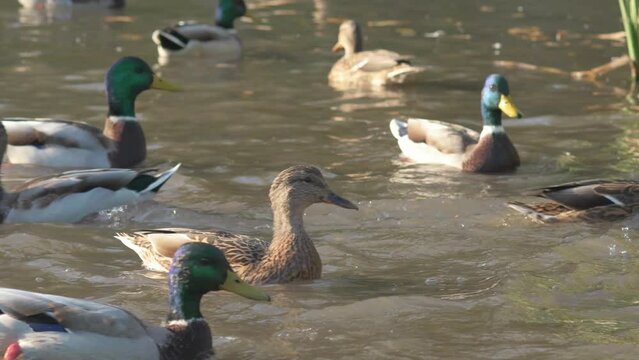 mallard ducks ( anas platyrhynchos) swimming in the pond at sunny day. wild life