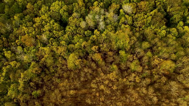 Aerial view of forest full of dense trees whose trees change color in autumn season. Igneada, Kirklareli, Turkey