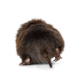 Senior Bamboo rat aka Cannomys badius, walking away showing butt. No face. Isolated on a white background.