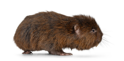 Senior Bamboo rat aka Cannomys badius, standing side ways. Looking to the side away from camera. Isolated on a white background.