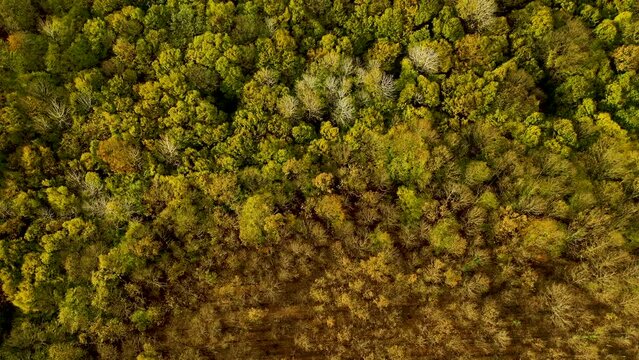 Aerial view of forest full of dense trees whose trees change color in autumn season. Igneada, Kirklareli, Turkey  