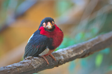 Bearded Barbet - African Barbet sitting on a branch. Barbets are near passerine birds with a worldwide tropical distribution, although New World and Old World barbets are placed in different families.