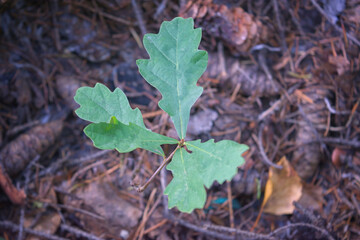 Young oak tree. Quercus mongolica young plant in the forest.