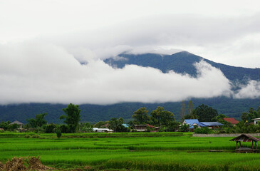 View of rice fields and agricultural plots of villagers in a rural village in northern Thailand during the rainy season. Behind are mountains and beautiful white fluffy clouds.Soft and selective focus