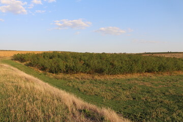 Fototapeta premium A field with trees and grass with Konza Prairie Natural Area in the background
