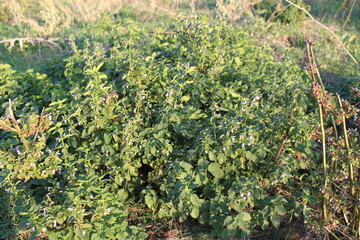 A bush with green leaves