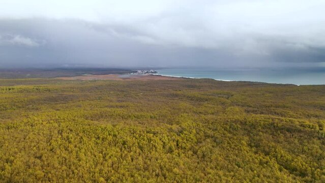 Aerial view of forest densely covered with yellow trees. View of the deep blue sea at the end of the forest. Igneada, Kirklareli, Turkey.