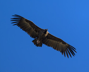 Buitre negro iberico