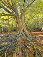 Dos árboles centenarios en un bosque otoñal