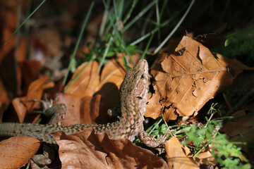 Una lagartija entre la hojarasca otoñal del bosque