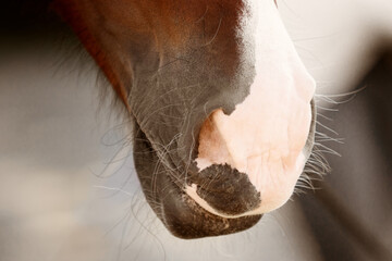 nostrils of a brown horse close up
