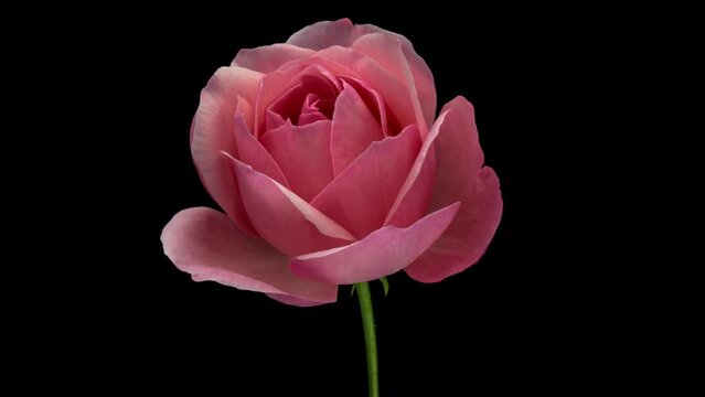 Beautiful opening pink rose . Petals of Blooming pink rose flower open, time lapse, close-up. Holiday, love, birthday design backdrop. Viva magenta. Color trends. Macro.