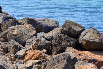Fototapeta na wymiar Squirrel standing on rocks at the edge of the ocean looking at the water