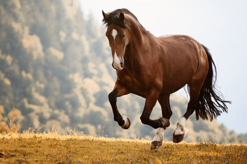 brown horse galloping
