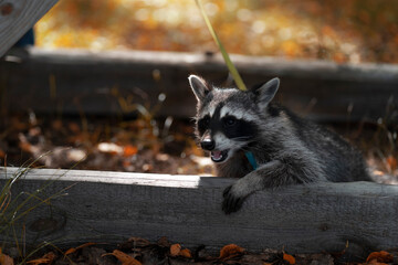A raccoon peeks out from behind a wooden board in the autumn forest