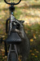 A raccoon is gnawing on a bicycle seat.