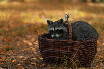 A raccoon sits in a basket against the background of an autumn forest