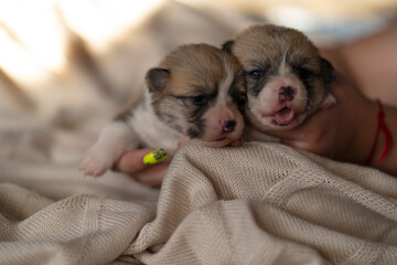 Two Two-week-old Pembroke corgi puppies on the arm with just the space to copy