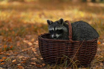 Raccoon in a basket on the background of the autumn forest
