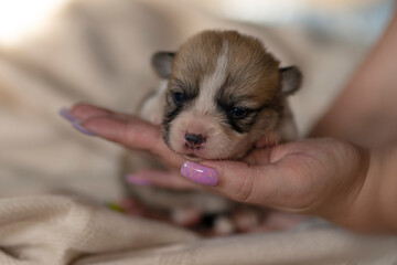 Corgi puppy on hand on a light background