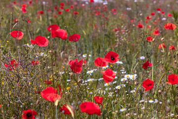 Obraz premium Schöne rote Mohnblume in der Wilden Wiese
