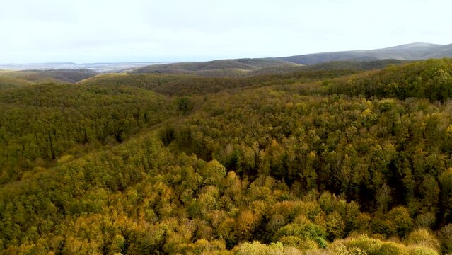 Aerial view of forest full of dense trees with yellowing leaves in autumn season. Forests on top of the mountains. Igneada, Kirklareli, Turkey 